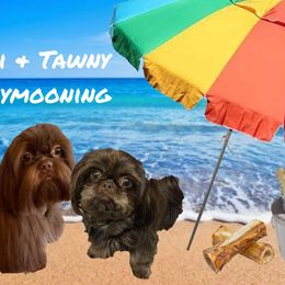Tawny - Shih Tzu