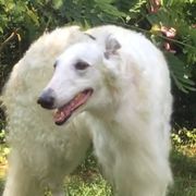 Ramona - Borzoi