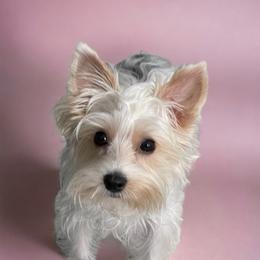 Luna - Yorkshire Terrier