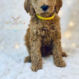 Goldendoodle Puppies from Castillo Family Farm