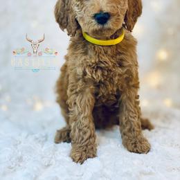 Goldendoodle Puppies from Castillo Family Farm