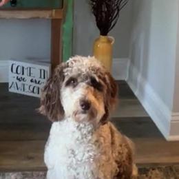 Aussiedoodle Puppies from Dani's Dandy Doodles