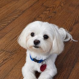 Bogie - Maltese