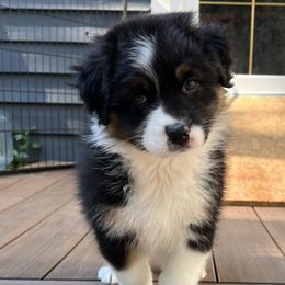 Girl 2 - Australian Shepherd puppy in Wheaton, Illinois from Patsy Heaven