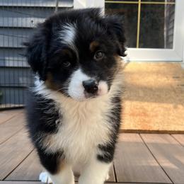 Girl 2 - Australian Shepherd puppy in Wheaton, Illinois from Patsy Heaven