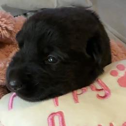 German Shepherd puppies from Shadow Wraith German Shepherds