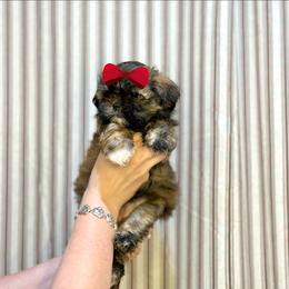 Girl 3 - Sable and white female Shih Tzu puppy in Seguin, Texas from Dolled Up Shih Tzus