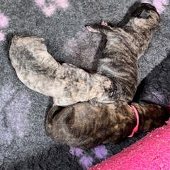 Male 1 - Tiger male Perro de Presa Canario puppy in Pocahontas, Illinois from Cabeza Grande Kennel