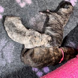 Male 1 - Tiger male Perro de Presa Canario puppy in Pocahontas, Illinois from Cabeza Grande Kennel