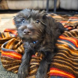 Bluey - Liver male Miniature Schnauzer puppy in Fredericksburg, Virginia from Jentz Family Schnauzers