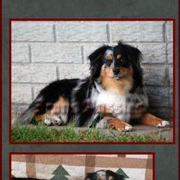 Nelli - Toy Australian Shepherd
