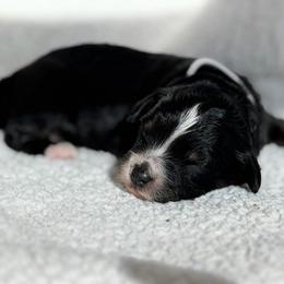 Boy 2 White collar - male Golden Mountain Doodle puppy in Spring, Texas from The Doodle Den