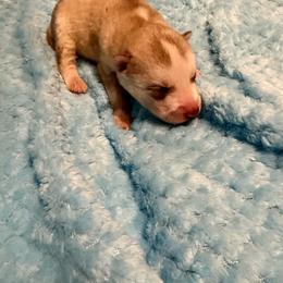 Boy 2 - Red and white male Siberian Husky puppy in Westfield, Vermont from Snowdancer Kennels, Reg