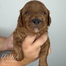 Gouda - Apricot male Goldendoodle puppy in Garden Grove, California from Sunkissed Doodles