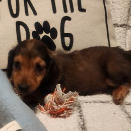 Dachshund Puppies from Darling Dachshunds