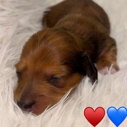 Red Man - Red male Dachshund puppy in Rutherfordton, North Carolina from Mountain Farm Dachshunds
