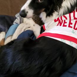 Australian Shepherd Puppies from Ohio Valley Australian Shepherds