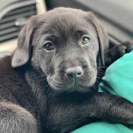 Labrador Retrievers from Onway Lake Labradors