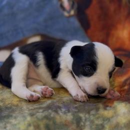 Willow (Girl 7) - Black and white female Border Collie puppy in Mosheim, Tennessee from Elawodi Border Collies