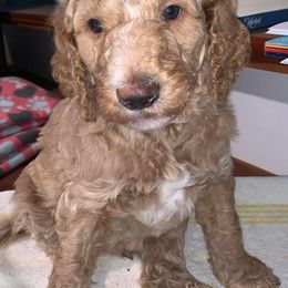 Poodles from Sound Side Standards