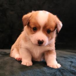 Uncle Sam - Red male Pembroke Welsh Corgi puppy in Arcanum, Ohio from Weissway Corgis