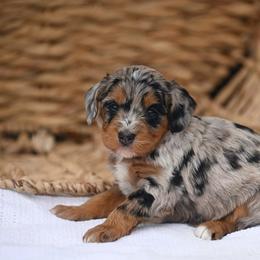 Australian Mountain Doodle, Bernedoodle, and Cavapoo Puppies from Cedar Wood Farms