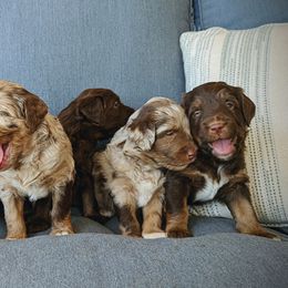Bernedoodles and Cavapoos from SanTan Doodles