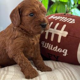 Forest - Red male Cavapoo puppy in Orrstown, Pennsylvania from Pawfect Fur Friends