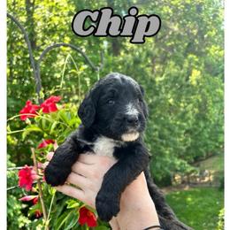 Chip - Black and white male Bernedoodle puppy in High Point, North Carolina from Kingsfield Doodles