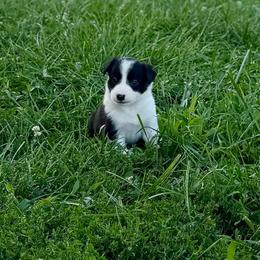 Mazzy - Black and white female Border Collie puppy in Owenton, Kentucky from Three16 Ranch