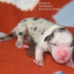 Patrick - Blue merle male Miniature Australian Shepherd puppy in Patterson, North Carolina from DreamLine Aussies