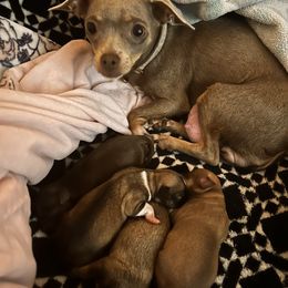 Chihuahua Puppies from Watts Hotmess Chihuahuas