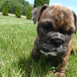 Bulldogs from North Star