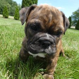Bulldogs from North Star