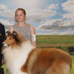 Collies from Tairis Collies