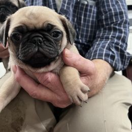 Paul - Fawn male Pug puppy in Lexington, Alabama from Cook Grandy