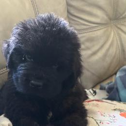 Blue collar - Black male Newfoundland puppy in St Cloud, Minnesota from BurningEmbers