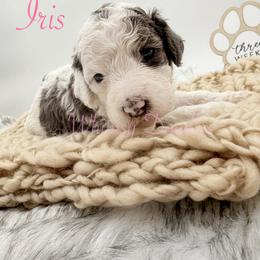Iris - Blue merle female Bernedoodle puppy in Omaha, Nebraska from Whimsy Doodles