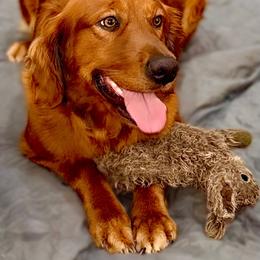 Golden Retriever and Miniature Australian Shepherd All Grown Up from Raised Right Pups