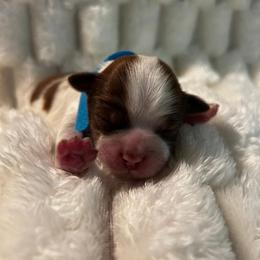 Charlie - Sable and white male Shih Tzu puppy in Sebring, Florida from Amarilys ShihTzus & Poodles