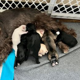 Miniature Schnauzers from Schnauzeriffic