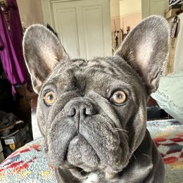 Mila - French Bulldog