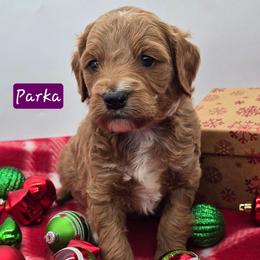 Parka - Apricot female Goldendoodle puppy in Neillsville, Wisconsin from Granton Creek