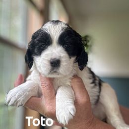 Toto - Black and white female English Springer Spaniel puppy in Tupalo, Mississippi from Butterfield Trail Farm