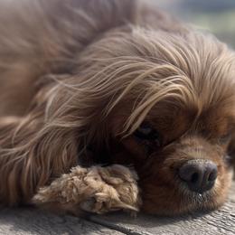 Cavalier King Charles Spaniels from Pemberly Cavaliers