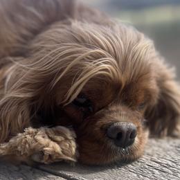 Cavalier King Charles Spaniels from Pemberly Cavaliers