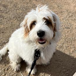 Goldendoodle All Grown Up from Goldendoodle AZ