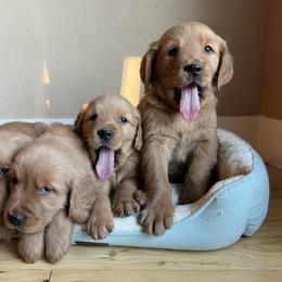 Dachshund and Golden Retriever Puppies from HS Goldens