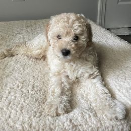 Cockapoos from Loveable Cockapoos