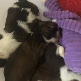 Shih Tzu Puppies from Sandi's Shih Tzu